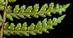 Image: P.B. Heenan © Landcare Research 2014 